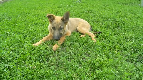 Filhote de cachorro na grama em um belo jardim em um dia ensolarado
 - Filmagem, Vídeo