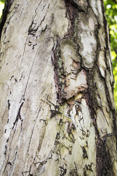 Highly detailed tree bark texture - Photo, Image
