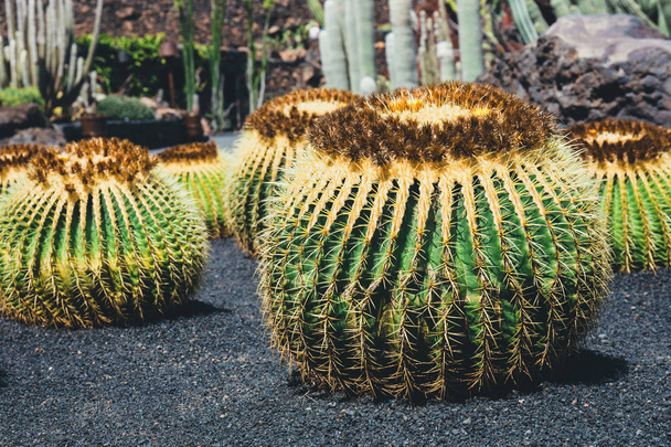 primo piano di Echinocactus grusonii cactus, Lanzarote
 - Foto, immagini