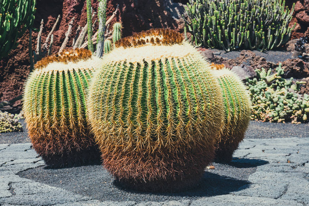 lähikuva Echinocactus grusonii kaktus, Lanzarote
 - Valokuva, kuva