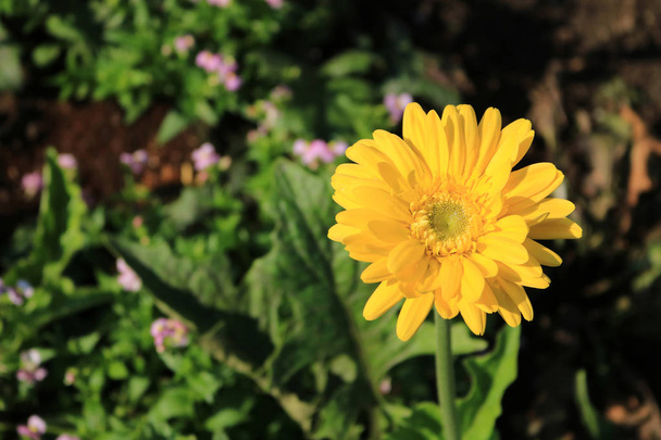 Gerberas amarillas en el jardín
 - Foto, imagen