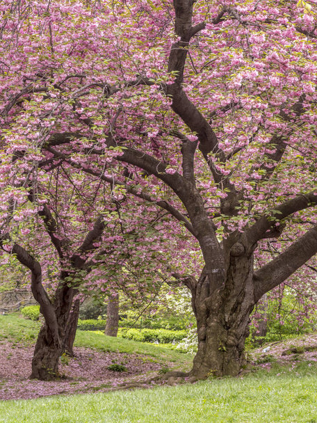 Central Park, New York City Spring  - Foto, Bild
