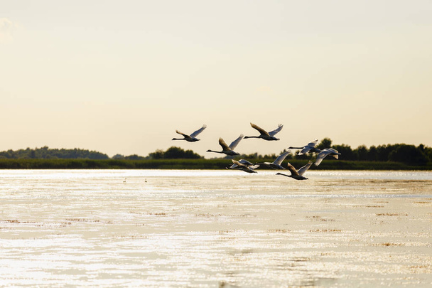 Paysage avec différents oiseaux dans le delta du Danube
 - Photo, image