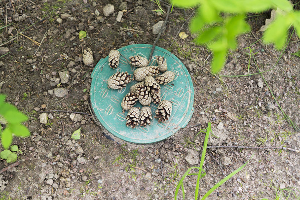 Pine cones lying on the ground in the woods - Photo, Image