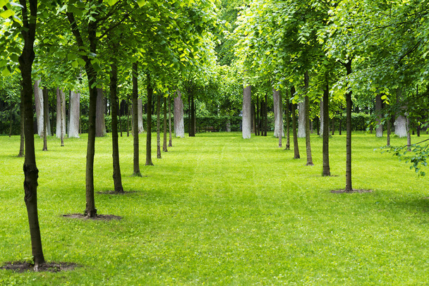 Árvores em um prado com gramado
. - Foto, Imagem