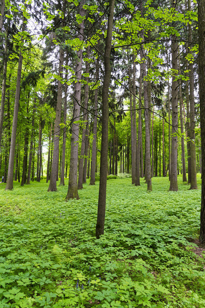 Un denso bosque de pinos con arbustos
. - Foto, Imagen
