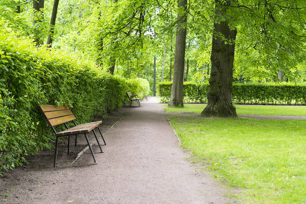 banco de madera en el parque cerca de arbustos y árboles
 - Foto, Imagen