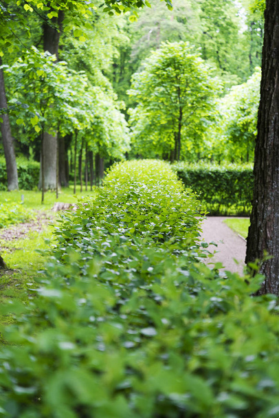 Arbustes taillés dans le parc de la ville
. - Photo, image