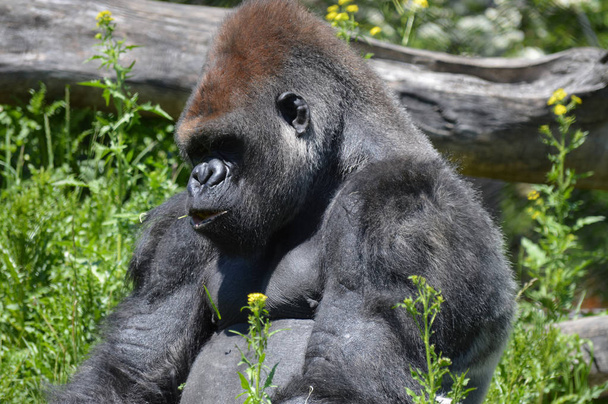 Gorila sentado afuera
 - Foto, imagen