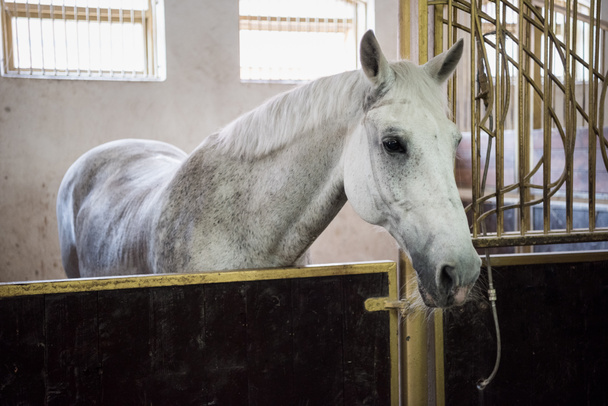 belo cavalo de raça pura
  - Foto, Imagem
