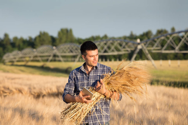 Agricultor con tallos de cebada y tableta en campo
 - Foto, Imagen