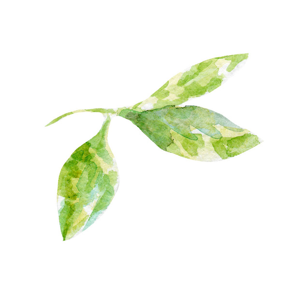 fresh green leaf illustration. Hand drawn watercolor on white background. - Foto, afbeelding