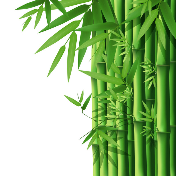bambú - Vector, Imagen