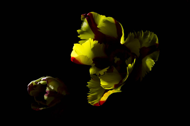 tulipa amarela vermelha com fundo preto
 - Foto, Imagem