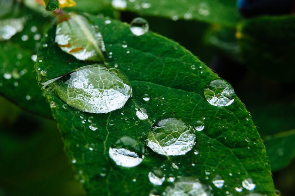 Close up de bagas maduras e suculentas de madressilva e água ou gotas de chuva em folhas verdes
 - Foto, Imagem