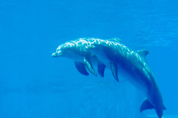beautiful and lovely dolphins in swimming pool - Photo, Image