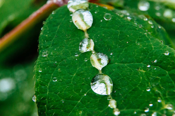 Primer plano de bayas maduras y jugosas de madreselva y gotas de agua o lluvia sobre hojas verdes
 - Foto, Imagen