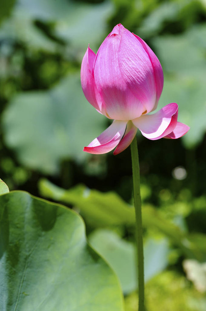 Beautiful lotus flower   - Zdjęcie, obraz