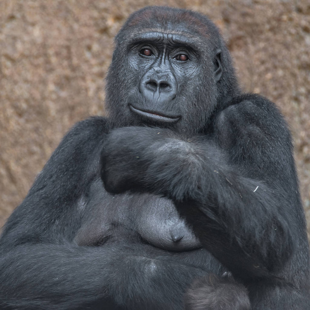 Retrato del poderoso gorila africano
 - Foto, imagen