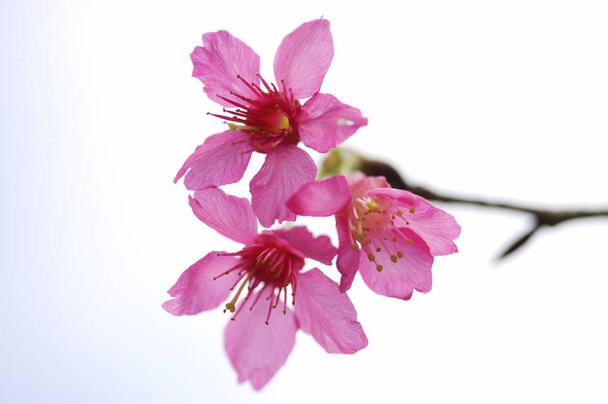 krásný třešňový květ - Fotografie, Obrázek