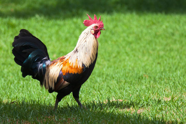 Wild Rooster in Kauai - Photo, Image