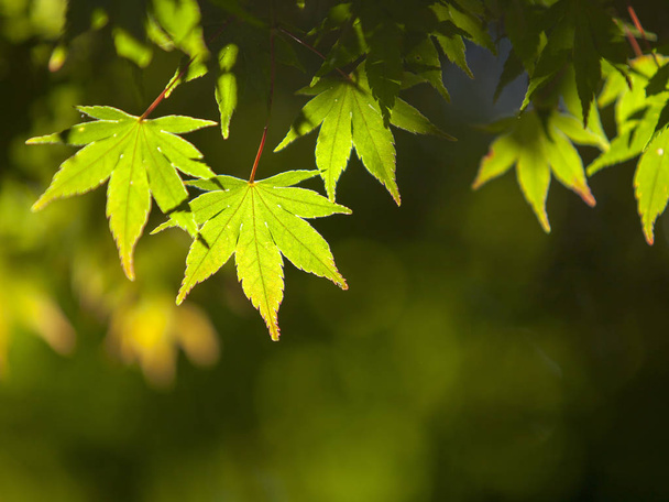 Autumn maple leaves - Foto, Imagen
