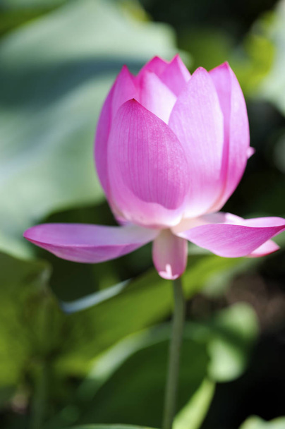 Beautiful lotus flower   - Photo, image