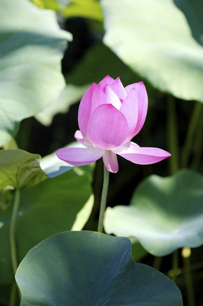Beautiful lotus flower   - Фото, изображение