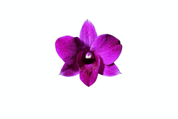 Beautiful orchid flower close up - Fotografie, Obrázek