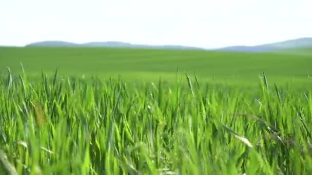 pole trawy zielonej - Materiał filmowy, wideo