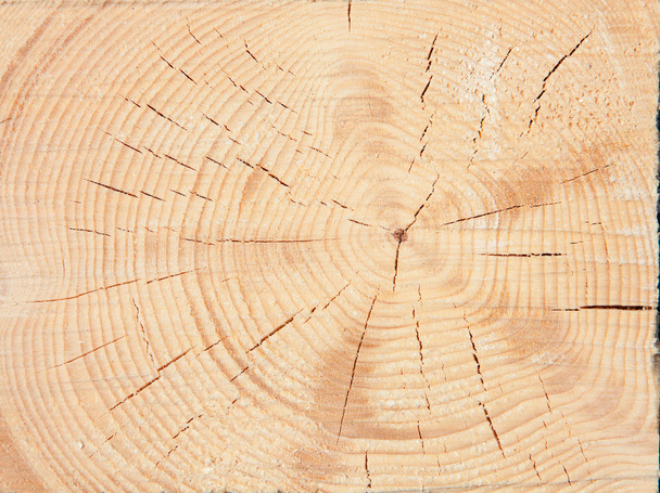 φρέσκο ξύλινα καρφιά - Φωτογραφία, εικόνα