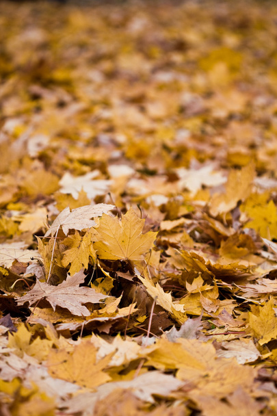 Autumn leaves - Foto, Bild
