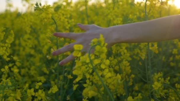 Slow motion of woman hand touching rapeseed flowers walking through countryside field in the summer afternoon - Кадры, видео