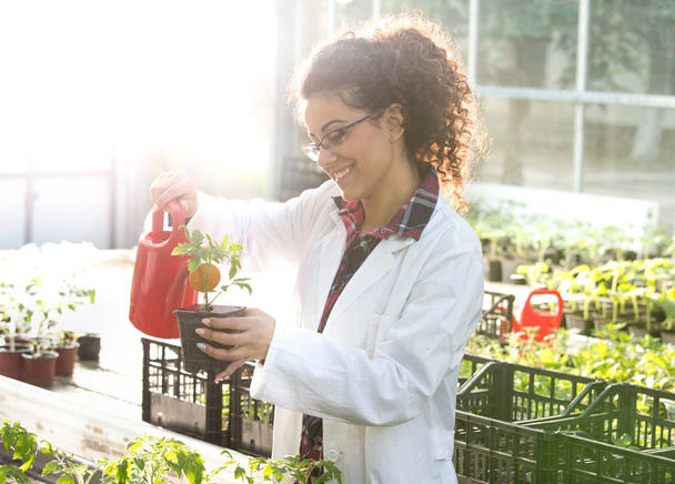 Biologist watering seedlings in greenhouse - Photo, Image