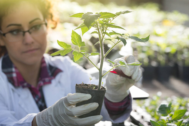 Bioloog gieten chemicaliën in pot met sprout - Foto, afbeelding