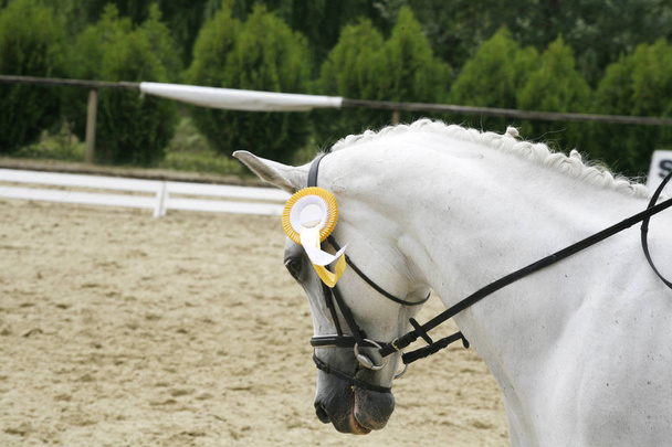 Πορτρέτο του ένα closeup του ένα άλογο dressage άθλημα μετά τον αγώνα w - Φωτογραφία, εικόνα