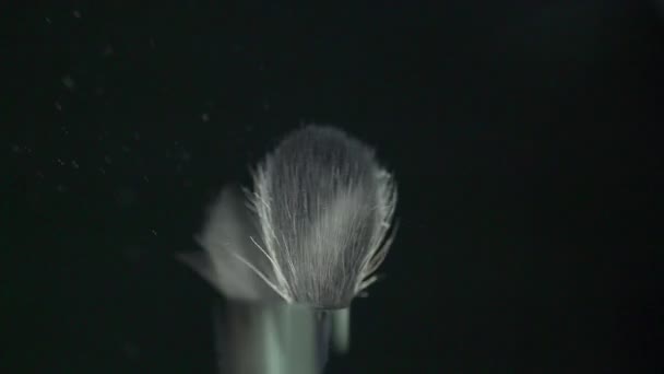 Wide brush for make-up on a black background with powder. - Filmmaterial, Video