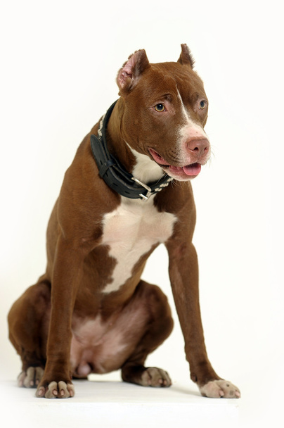 Pit Bull Terrier - Photo, image