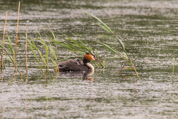 Great crested grebe (Podiceps cristatus) with chick on back - Photo, Image