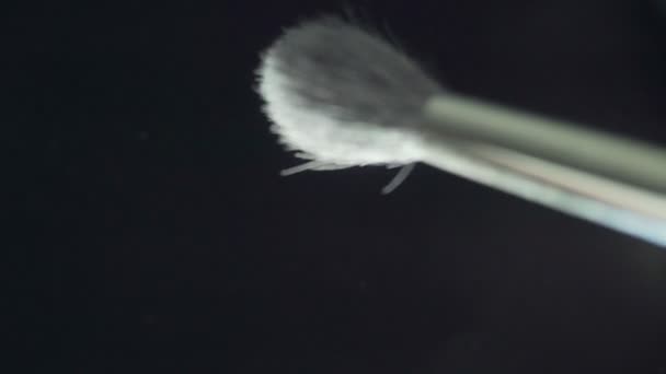 Cosmetic brush with cosmetic powder spreading on black background. - Filmmaterial, Video