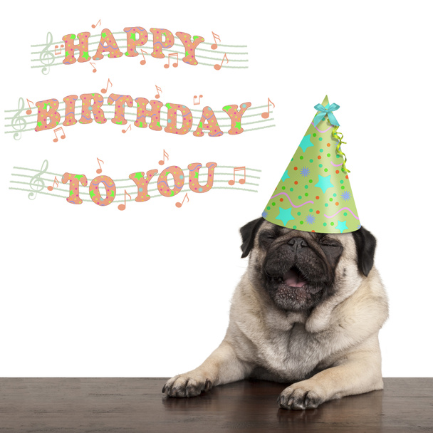 suloinen söpö mopsi pentu koira laulaa hyvää syntymäpäivää sinulle
 - Valokuva, kuva
