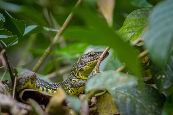 Closeup of a lizard hiding in the forest in Cuyabeno National Park in Ecuador - Fotoğraf, Görsel