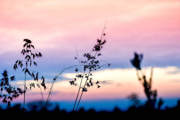 Wide silhouette of long grass/ plants on summer evening - Photo, Image