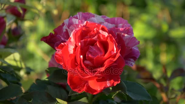 Piros fehér Rózsa virág - Felvétel, videó