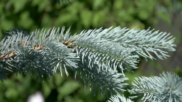 Erken yaz aylarında mavi Noel ağacı - Video, Çekim