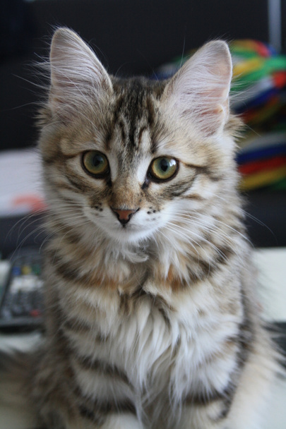 Roztomilý finské krátkosrstá kočička - Fotografie, Obrázek