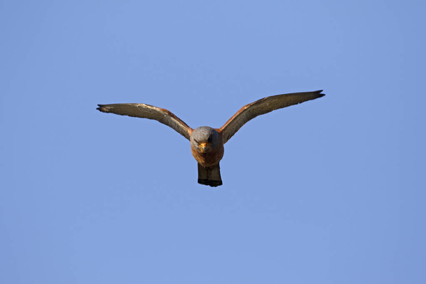 Lesser kestrel, Falco naumanni - Photo, Image