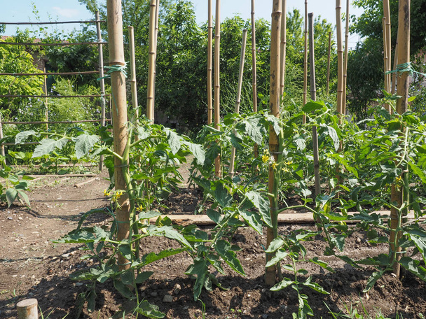 rajčata (Solanum lycopersicum) zeleninou vegetariánské a veganské jídlo rostliny - Fotografie, Obrázek