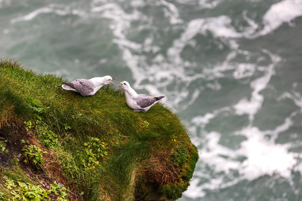 Photo of seagull couple standing on mossy cliff - Zdjęcie, obraz