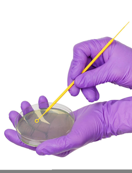 Inoculating Petri dish - Φωτογραφία, εικόνα